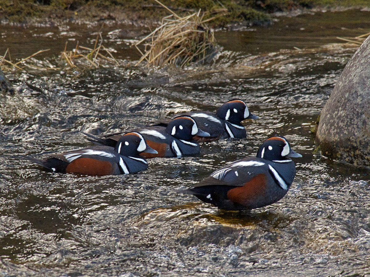 Harlequin Ducks