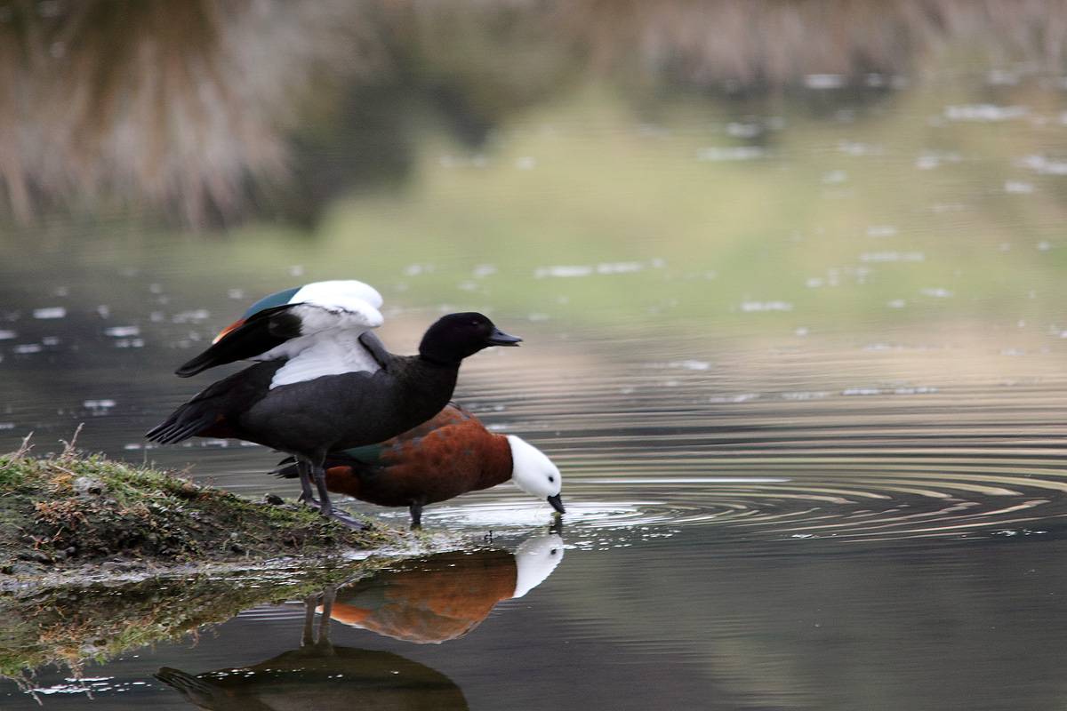 Paradise Shelduck Pair
