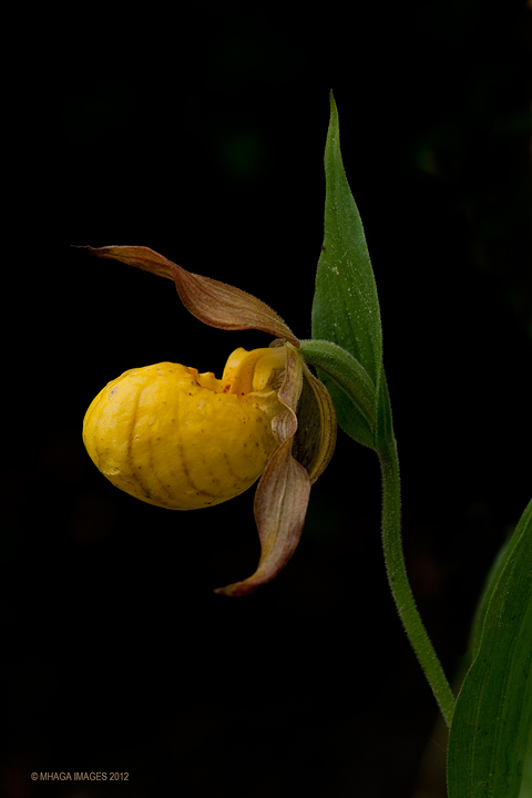 Yellow Lady's Slipper