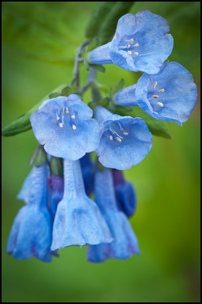Virginia Bluebells