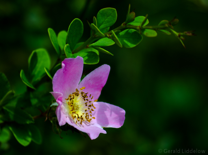Wild Flower 1