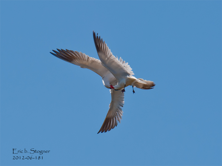 Caspian Terns