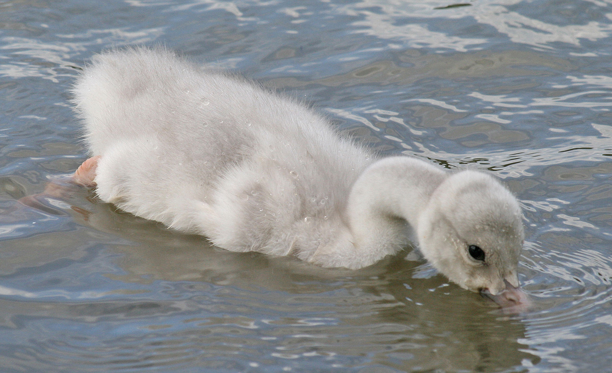 Trumpeter Swan Cygnet