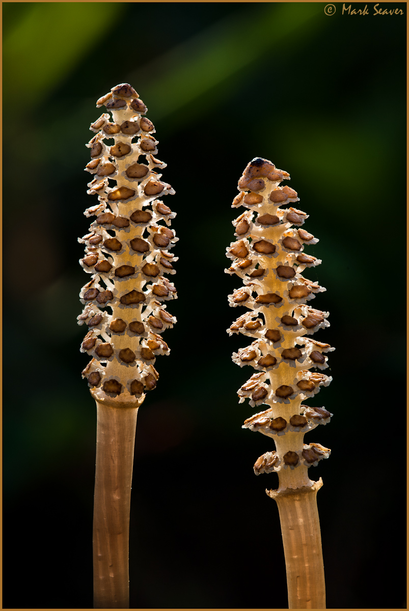 Horsetail blooms