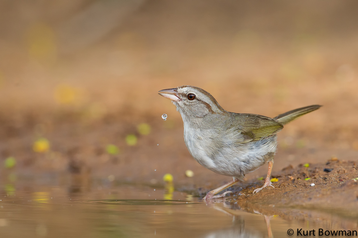 Olive Sparrow