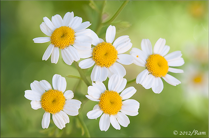 Chamomile