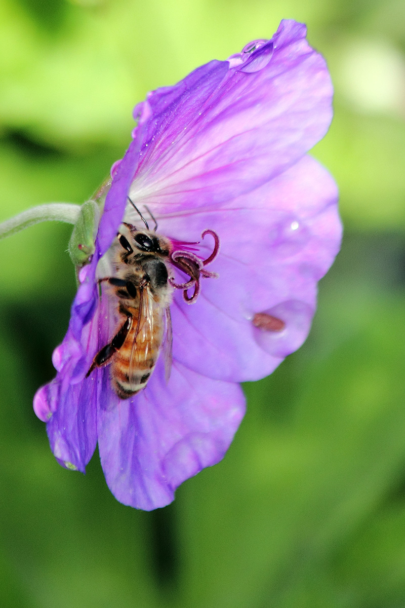 Honey Bee