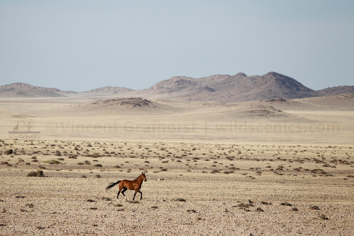 Wild Desert Stallion