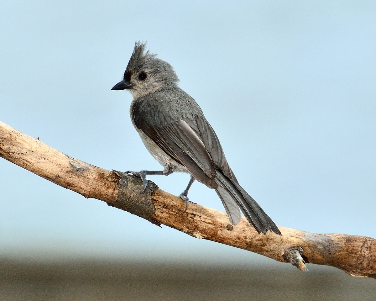 Tufted Titmouse