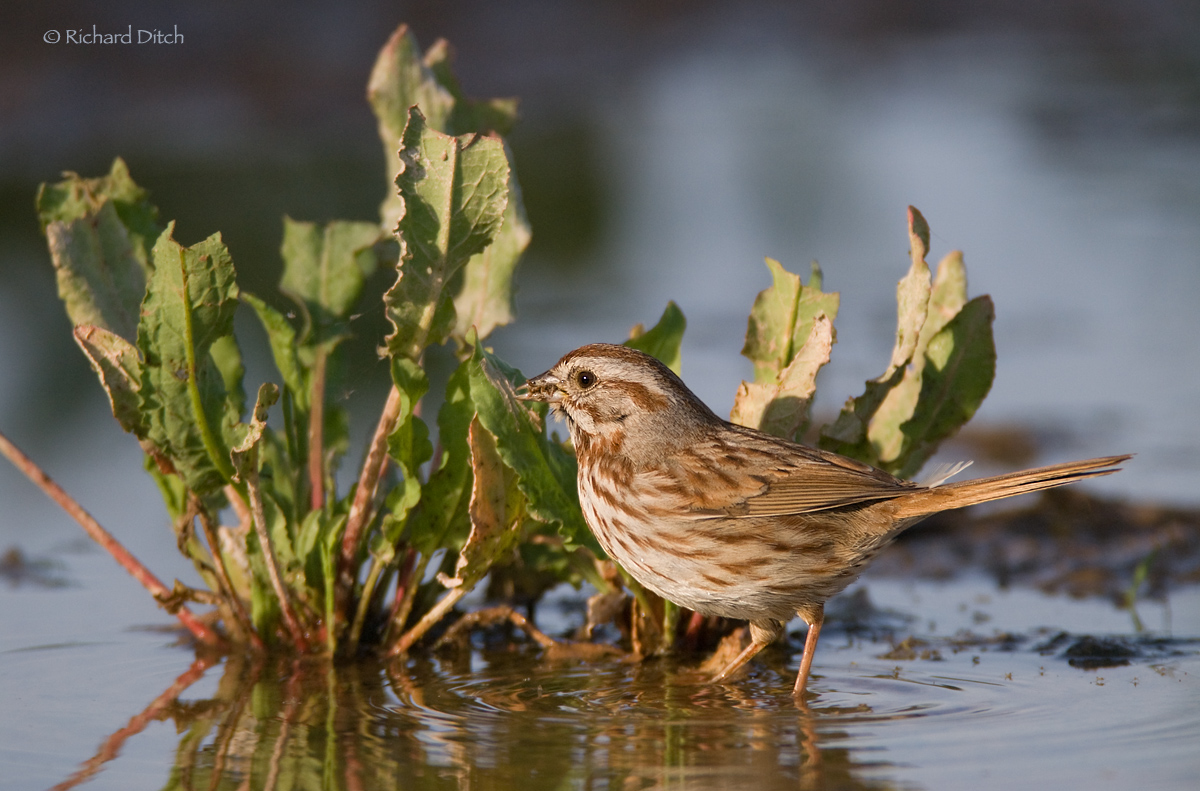 Song Sparrow