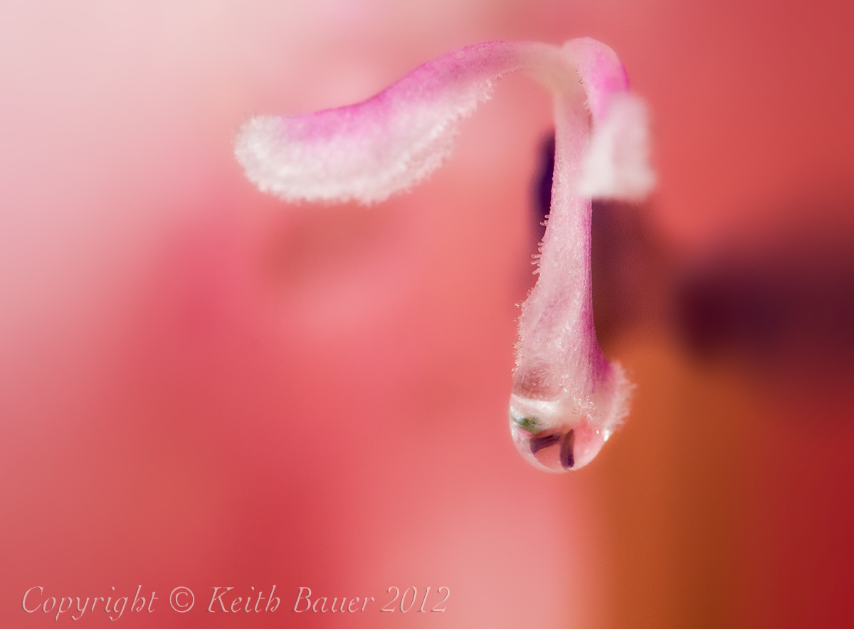 Gladiola 