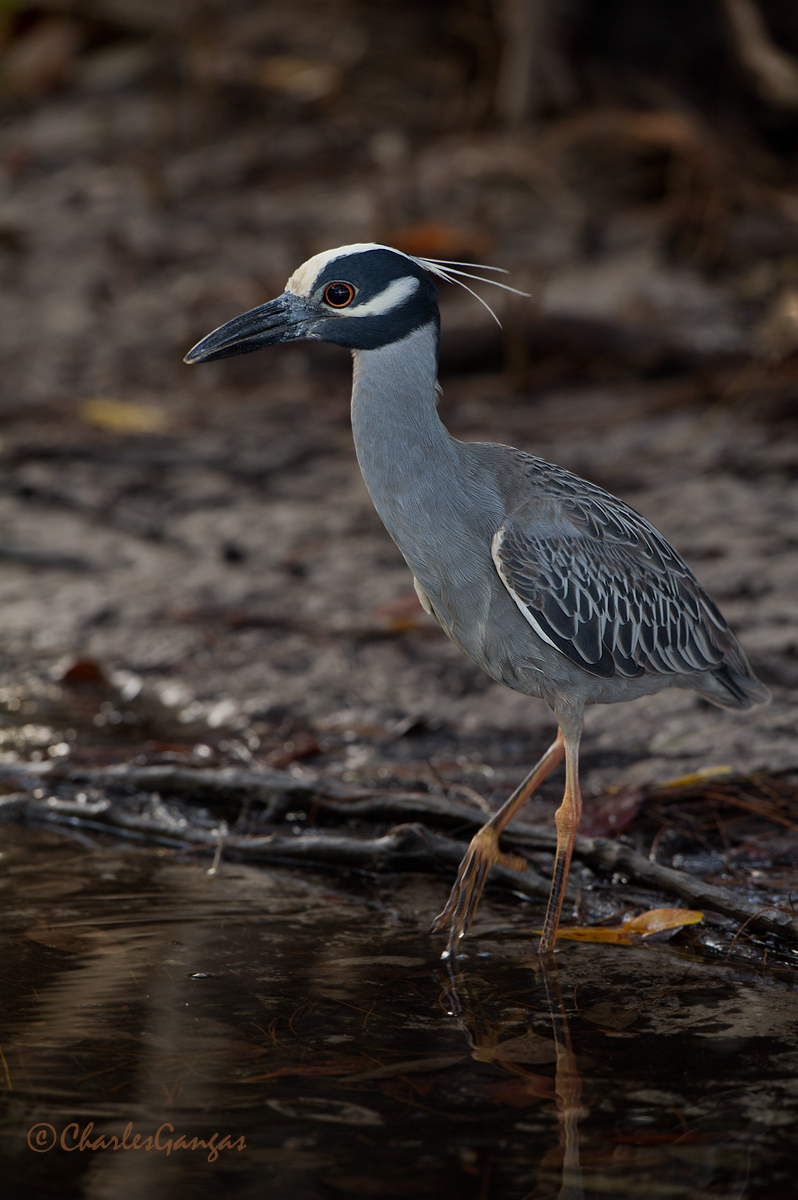 Yellow-crowned 2