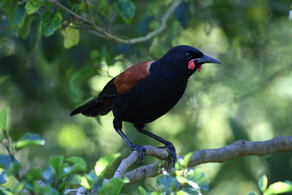 New Zealand Saddleback