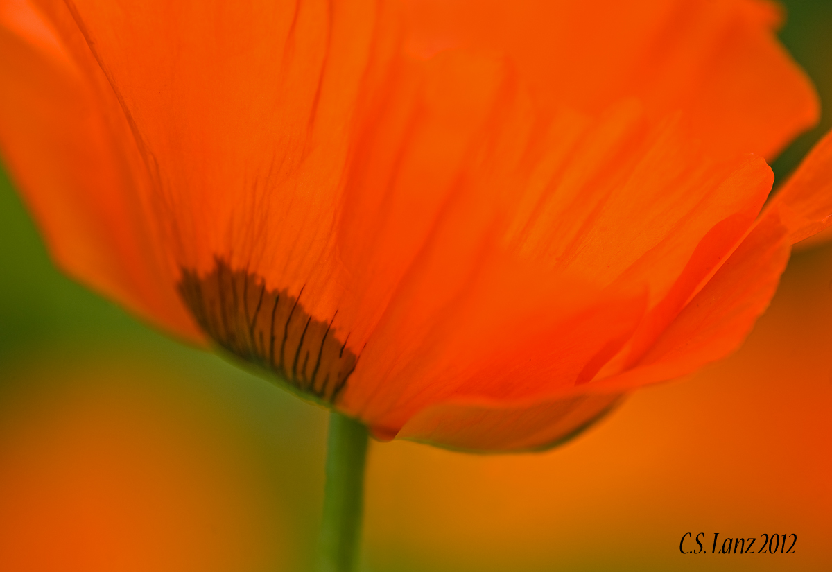 Poppy Power 2 (+ repost)