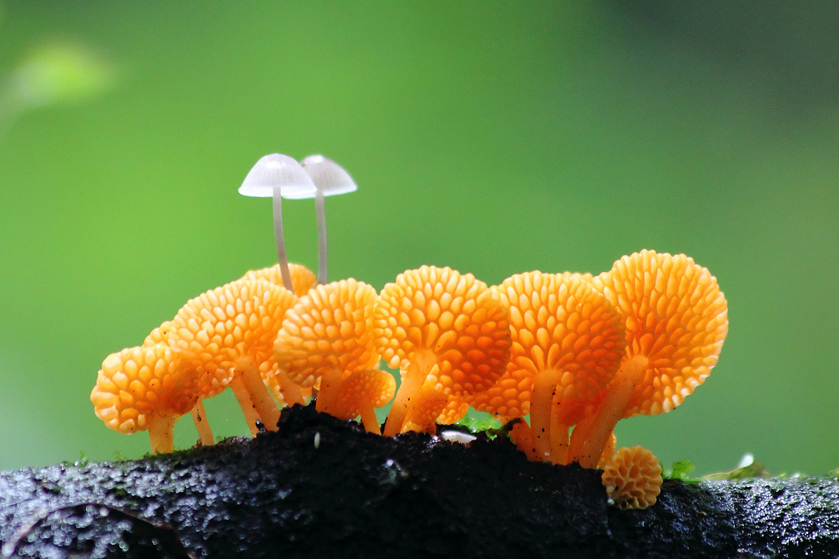 Favolaschia calocera