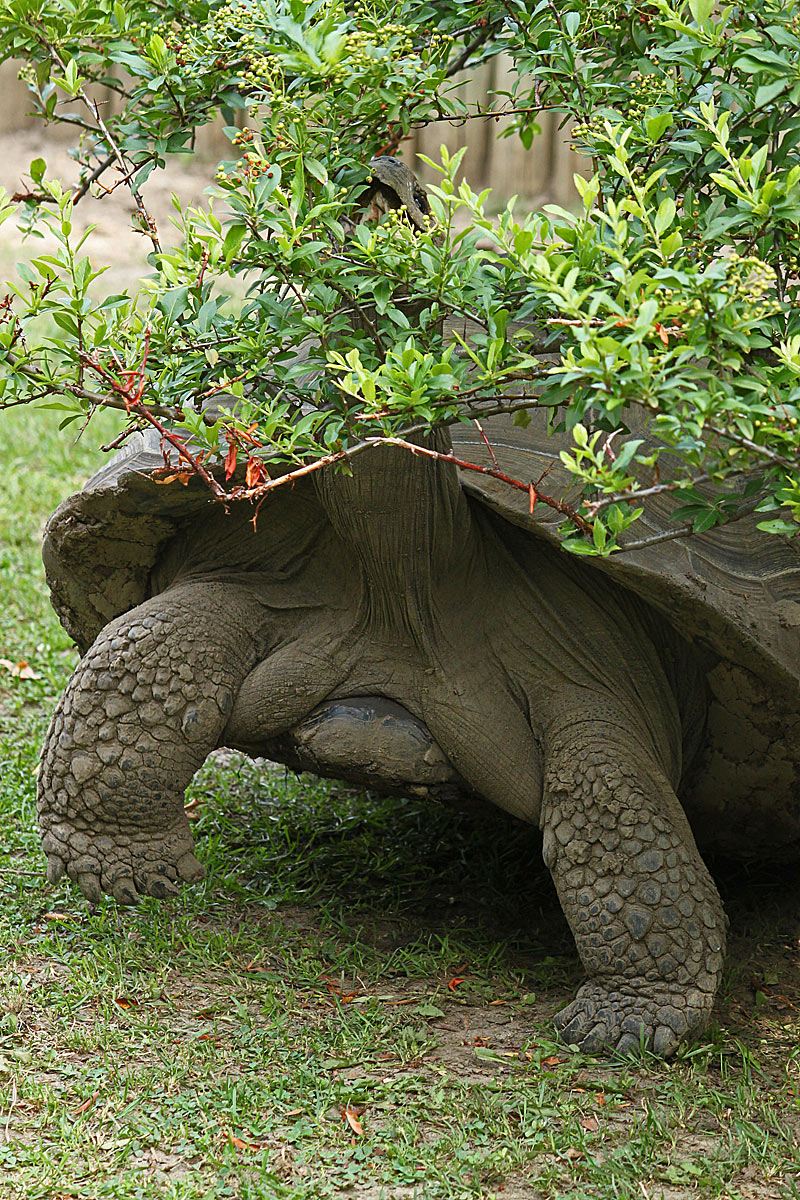 Tortoise snack  