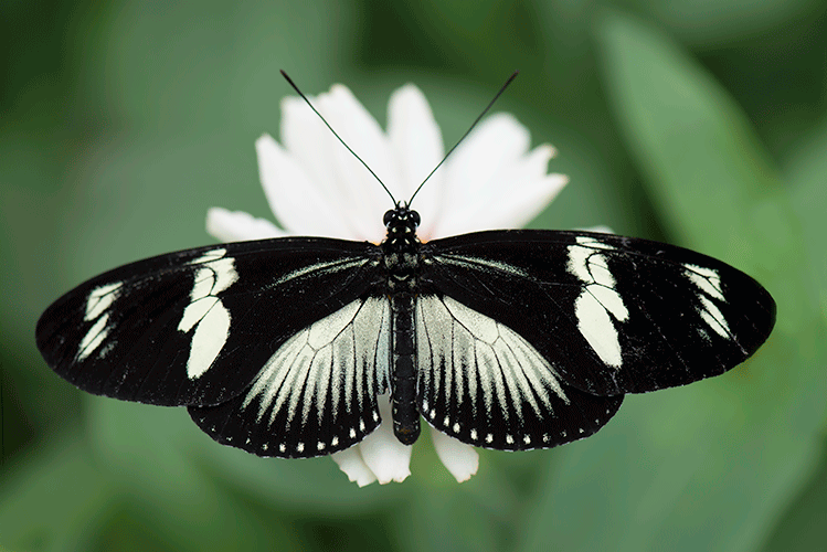 Butterfly # 2