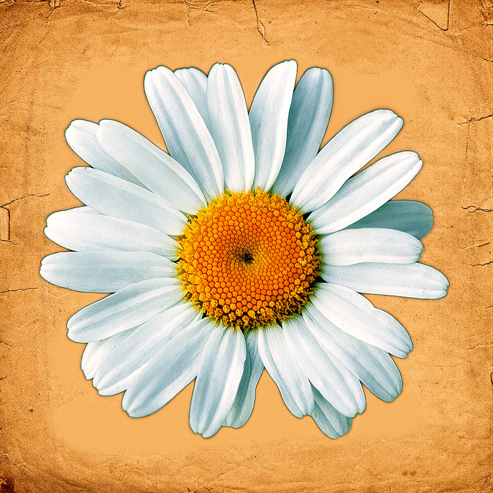 Flower on Texture