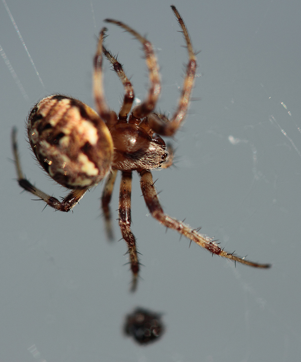 spider