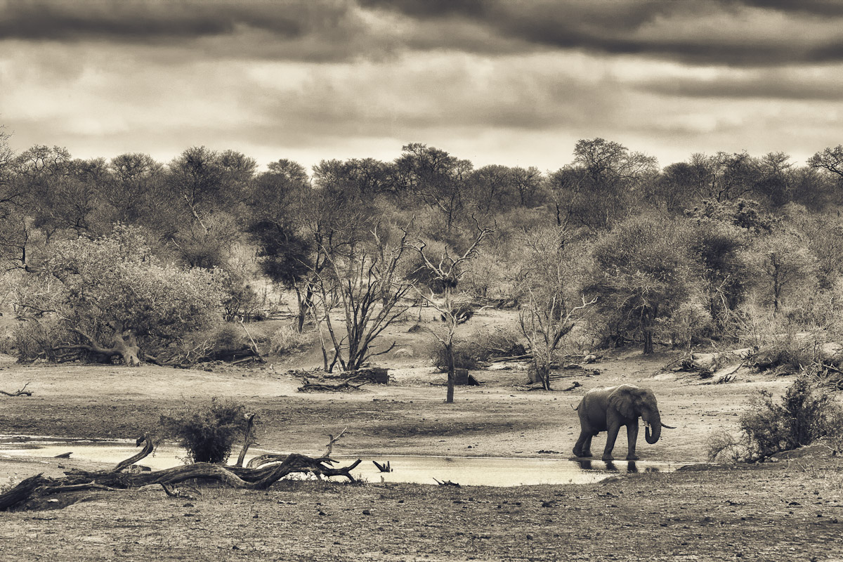 The Land of The Elephant