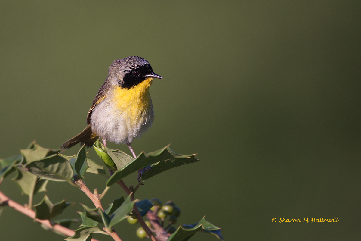Common Yellowthroat