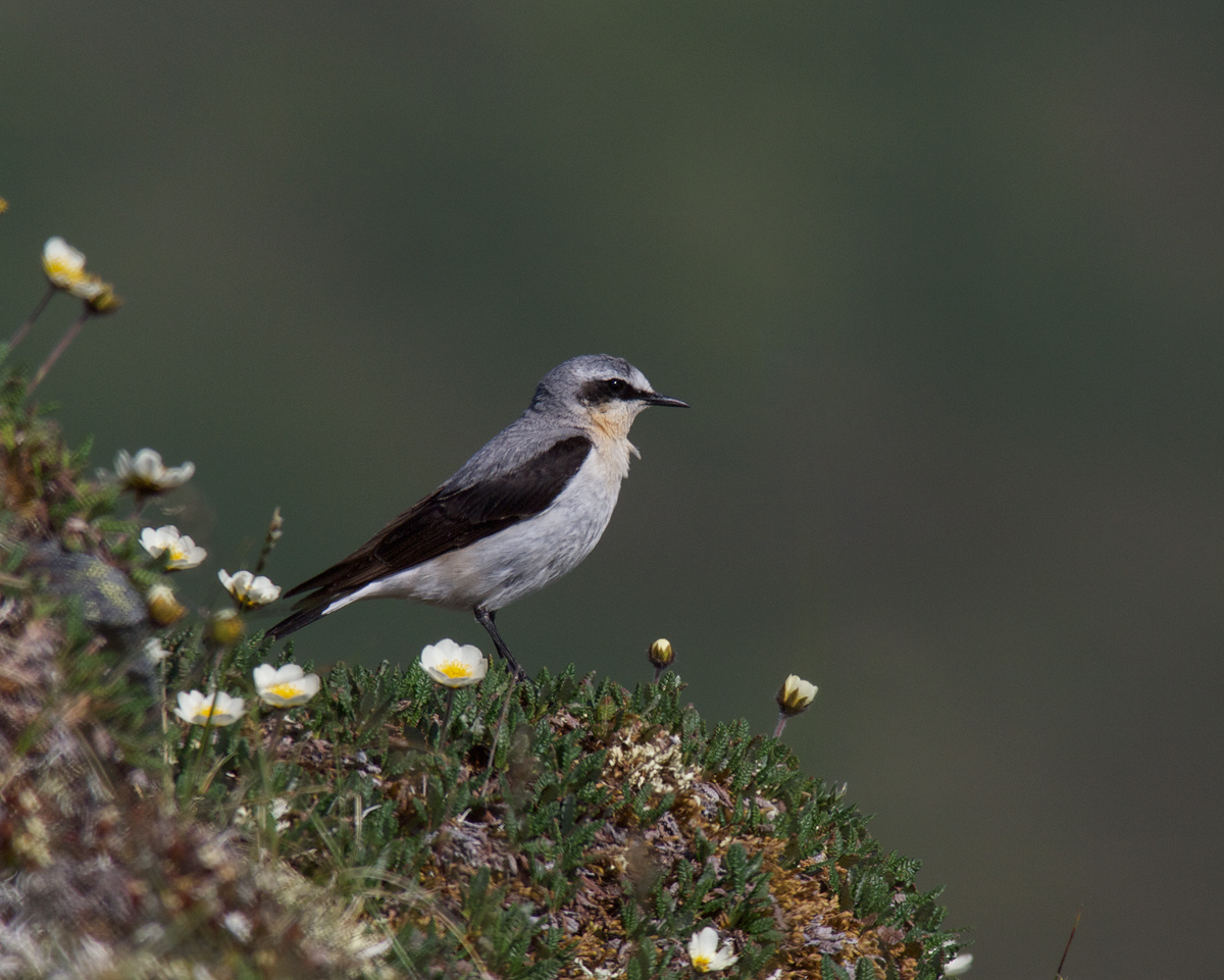 Northern Wheatear