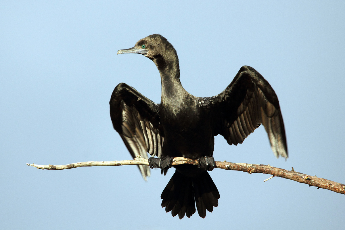 Little Black Shag