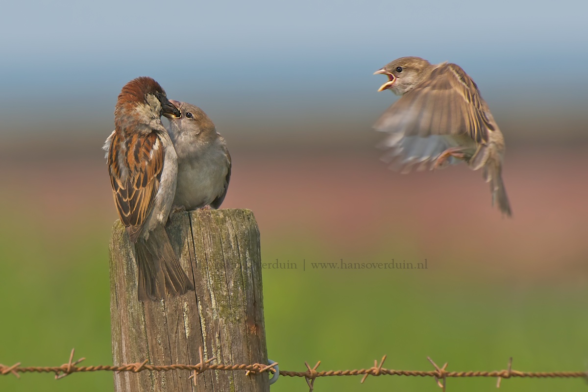 Hungry House Sparrow