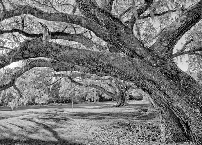 Live Oak # 1
