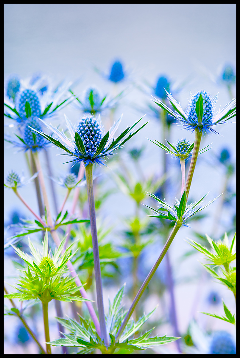Prickly Blues
