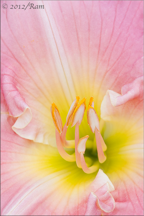 Daylily