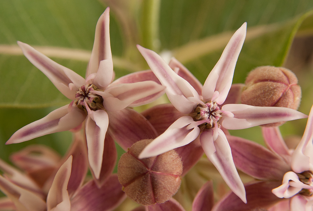 Milkweed