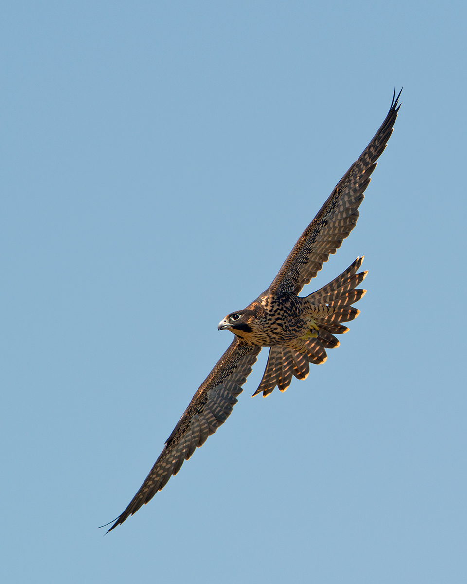 Peregrine Falcon