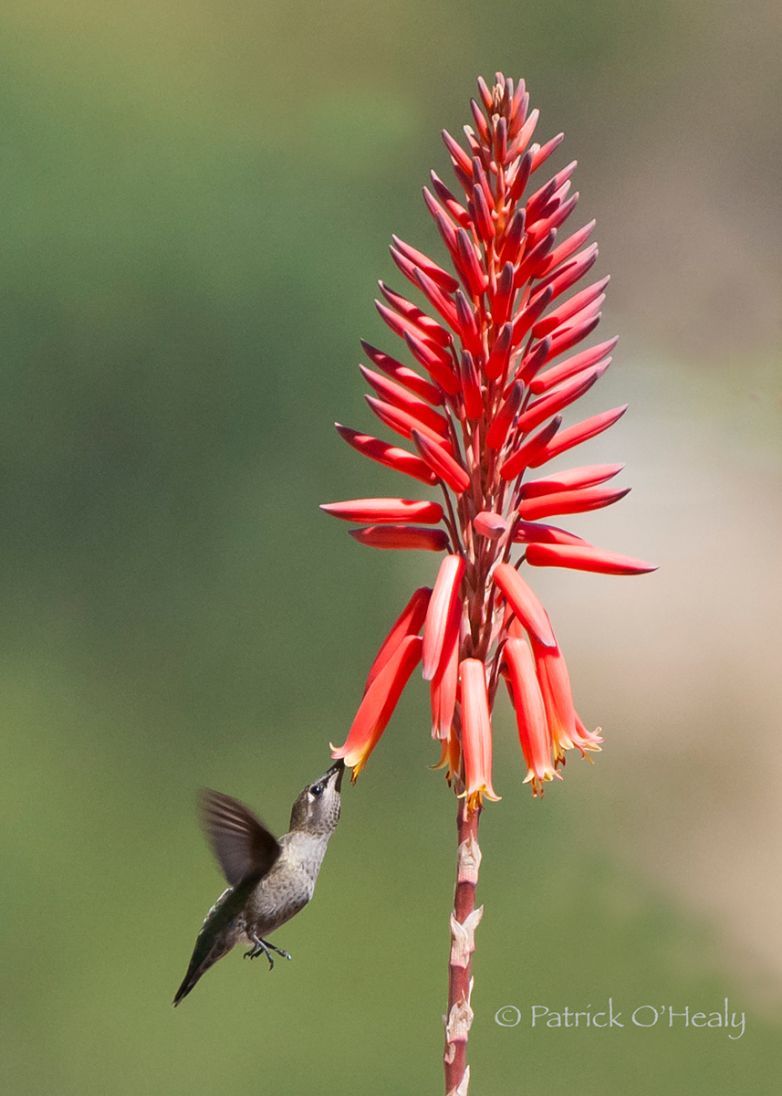 Hummingbird Meal