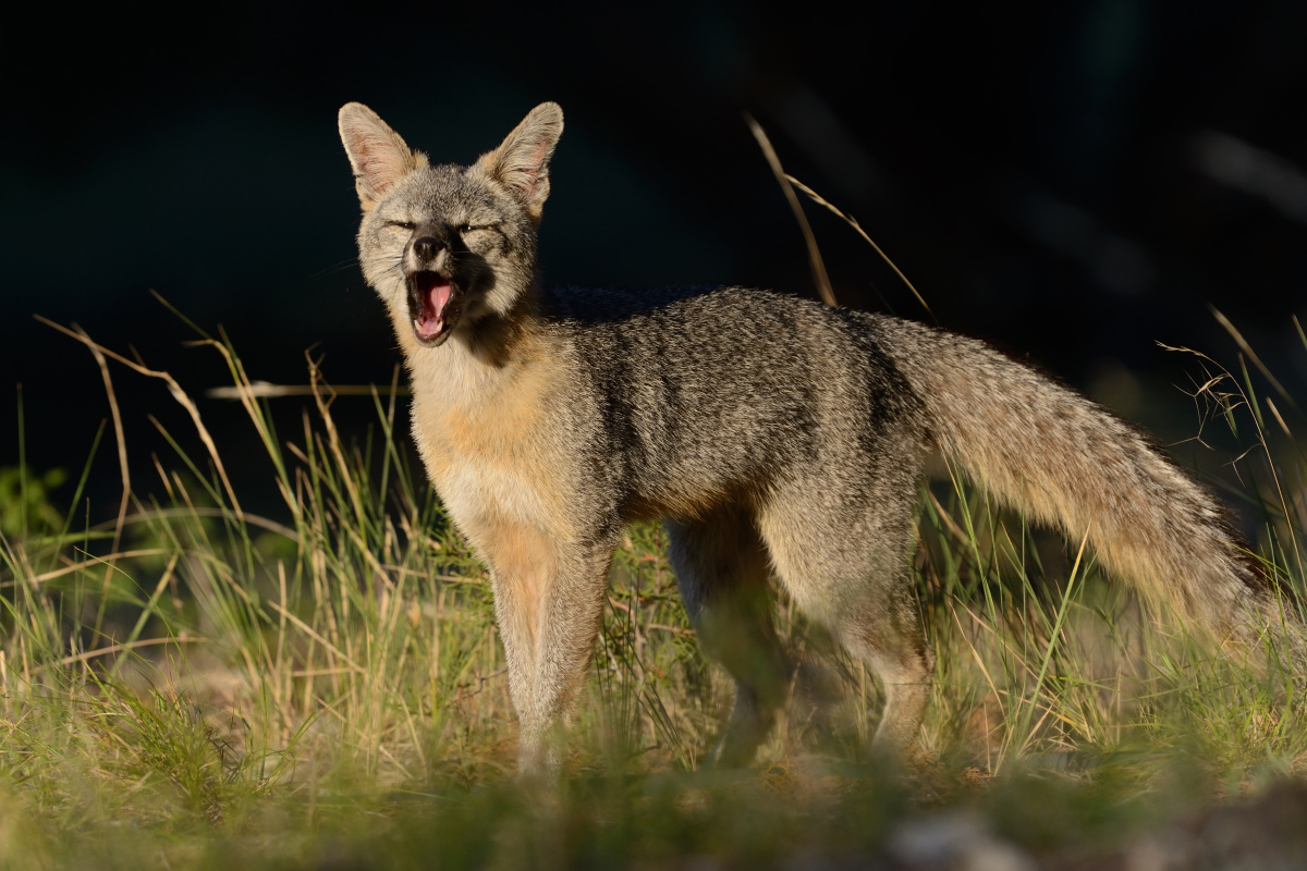 Calling Vixens