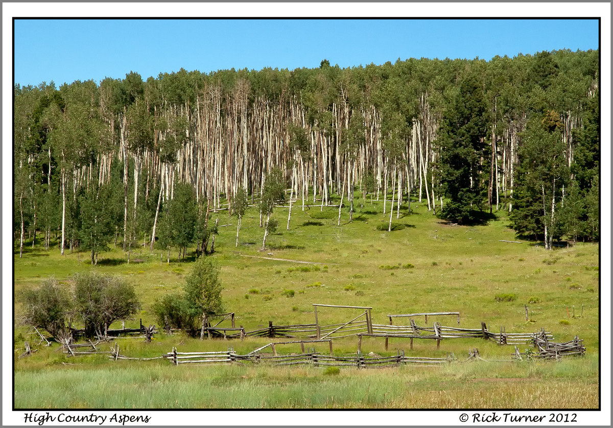 San Juan Aspens