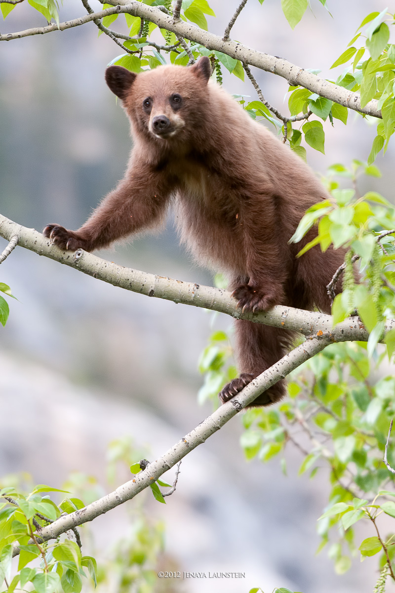Little Tree Climber
