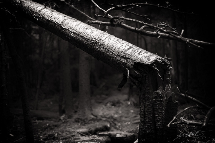 When a tree falls...