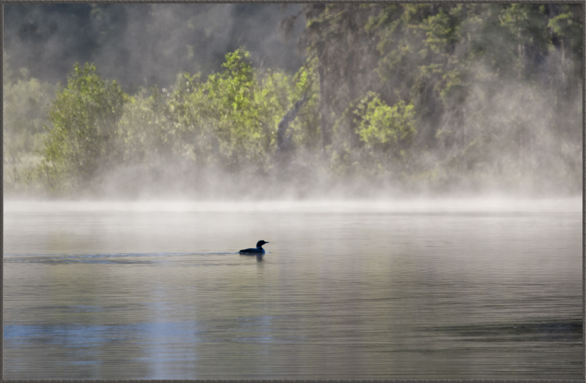 Misty Morn