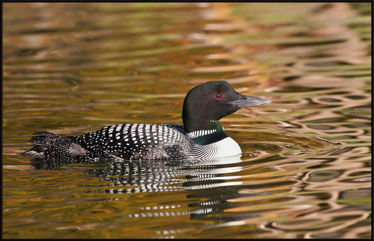 Loon Lake