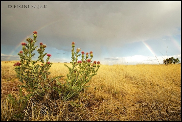 Rainbow