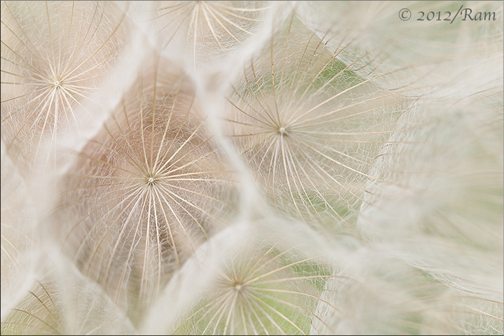 Goatsbeard Seedhead (With Repost)