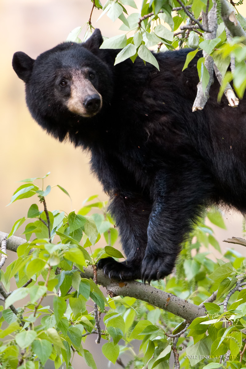 Mama Bear
