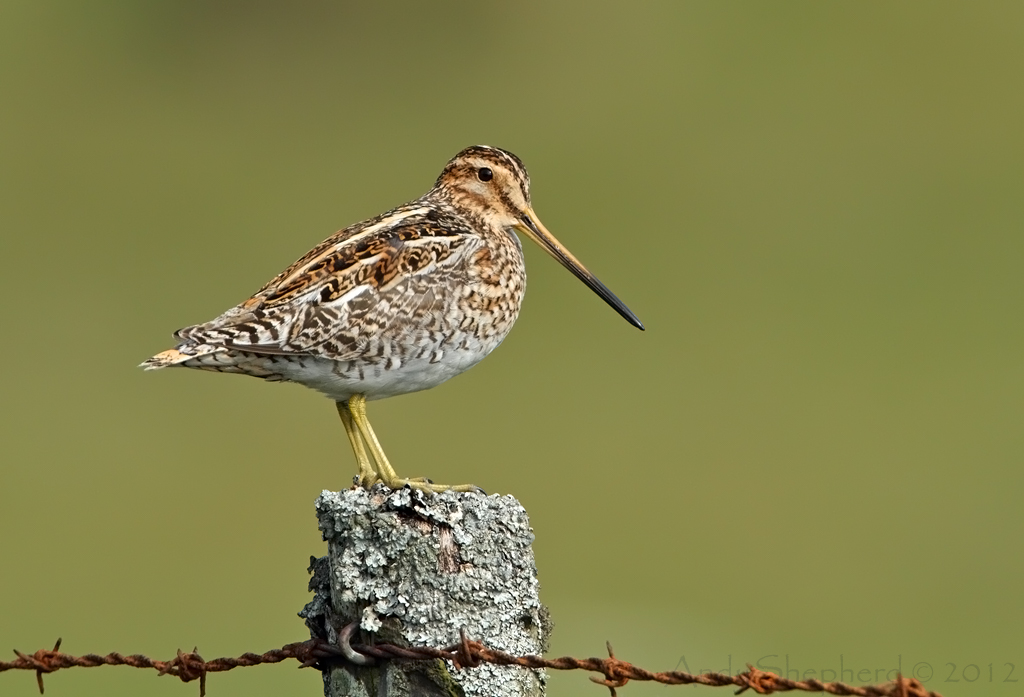 Common Snipe