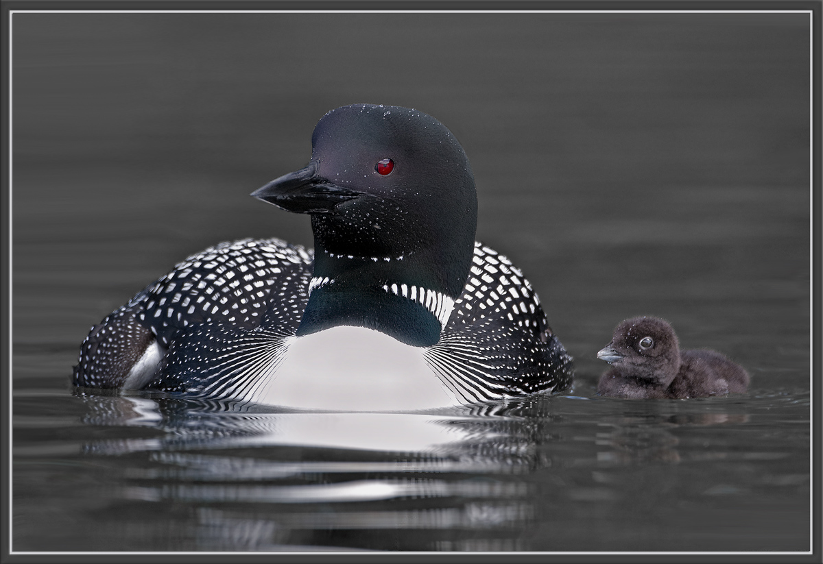 Loon and Chick