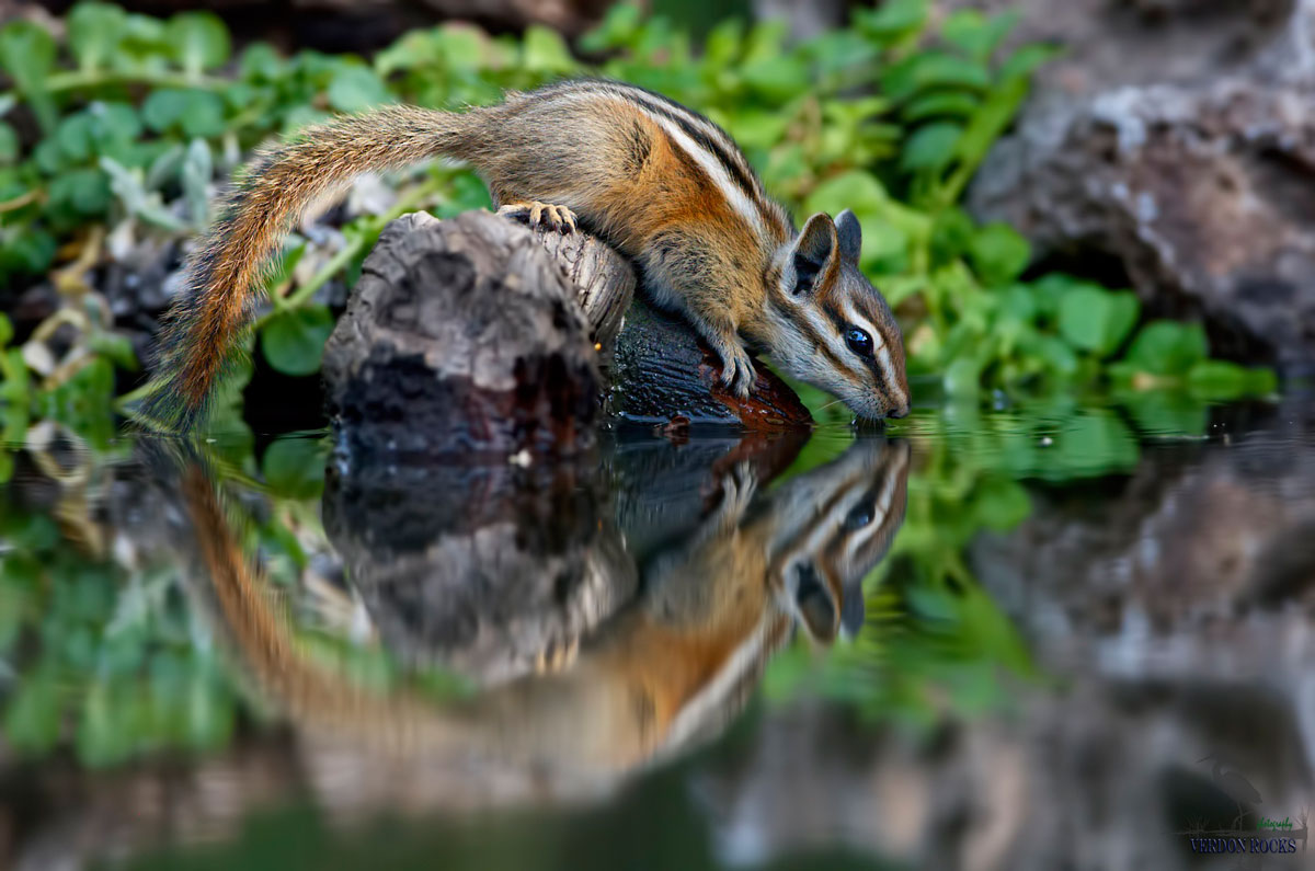Circle of chipmunk
