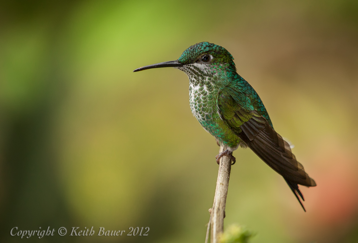 Green Crowned Brilliant