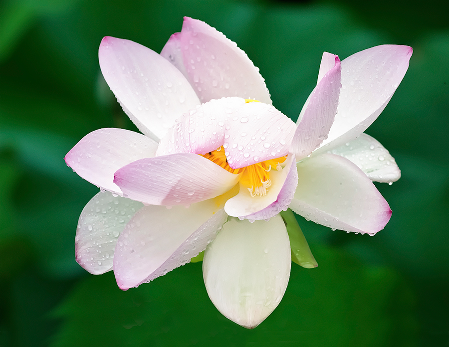 Lotus #1 - 2