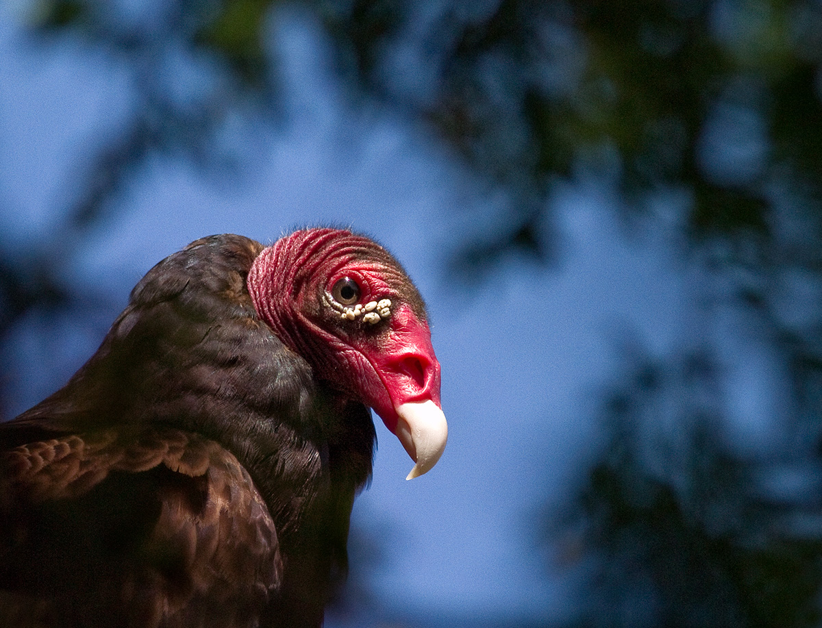 Turkey Vulture portrait