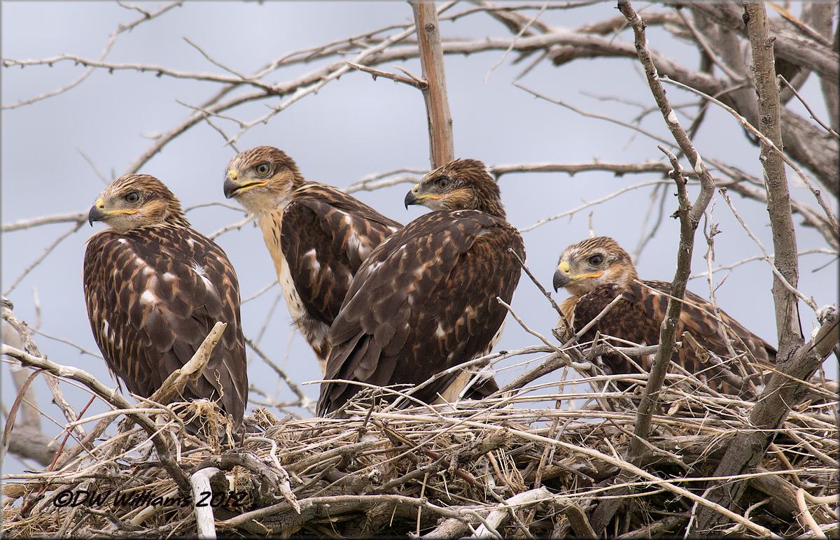 4 Ferruginous Chicks
